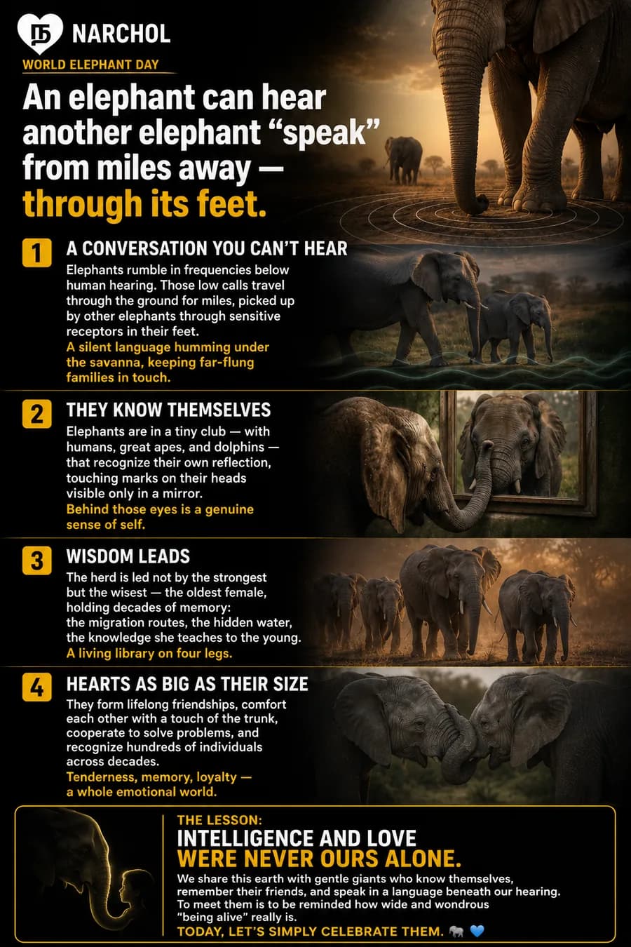 An elephant standing over concentric ground ripples, with herds, a mirror test and two touching trunks