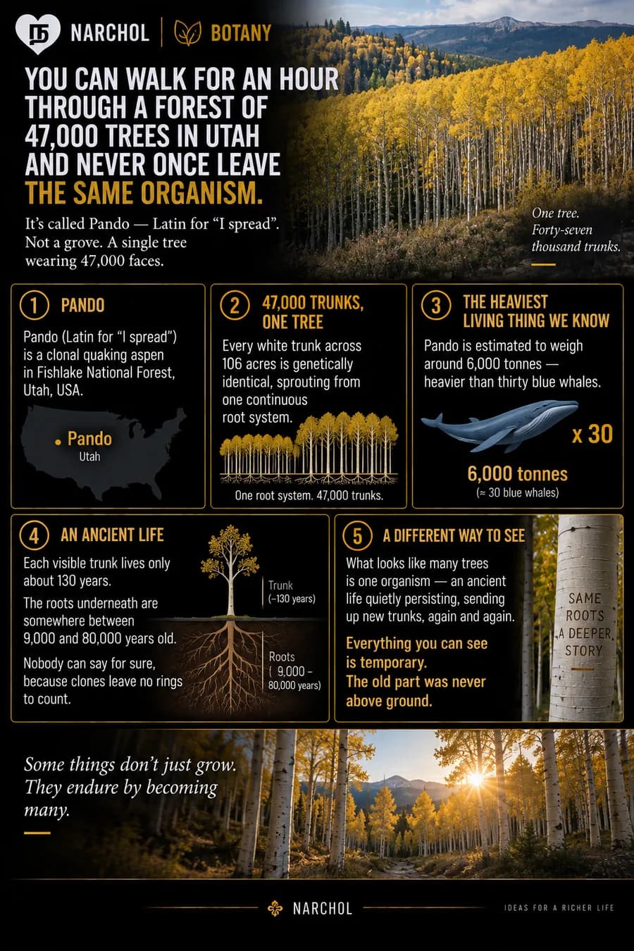 Pando, the clonal quaking aspen in Fishlake National Forest, Utah — 47,000 genetically identical trunks across 106 acres from one root system, 6,000 tonnes, with roots perhaps 80,000 years old