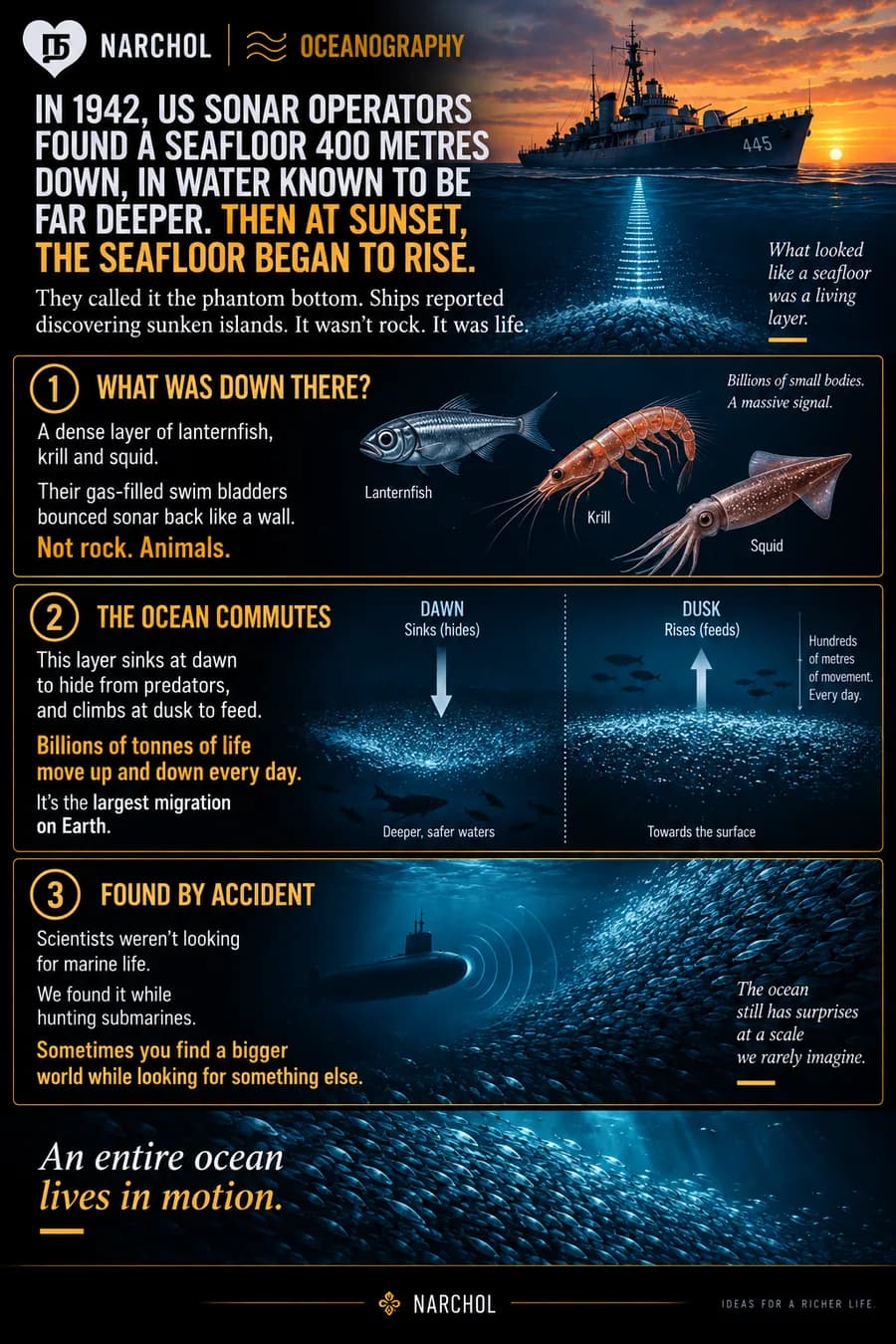 The 1942 phantom bottom found by sonar, revealed as a dense layer of lanternfish, krill and squid, and the daily vertical migration that is the largest movement of life on Earth
