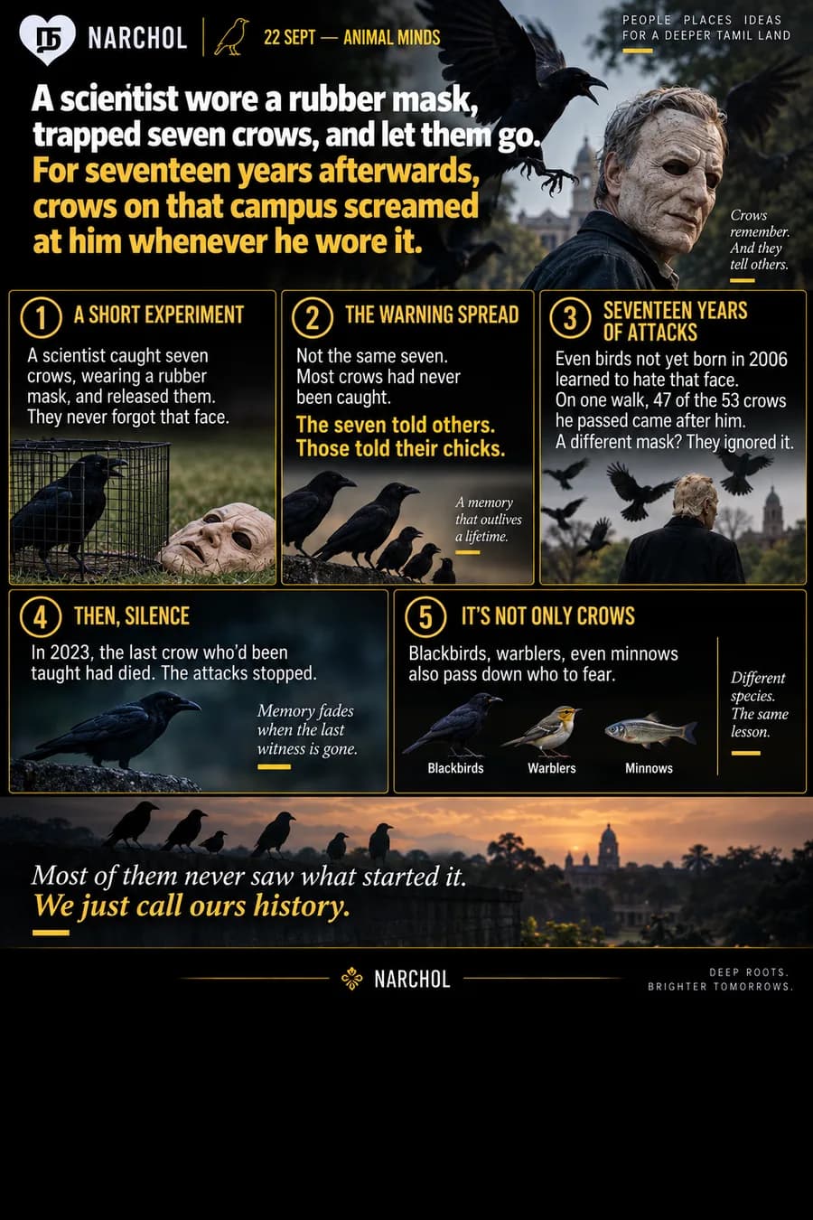 A researcher in a rubber mask mobbed by crows on a campus for seventeen years, where birds hatched long after the original trapping had learned the face from birds that were never caught either