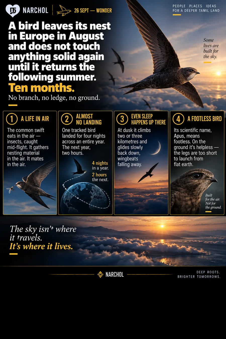A common swift leaving Europe in August and not touching anything solid until the following summer, eating, mating and sleeping in the air, and a scientific name, Apus, that means footless