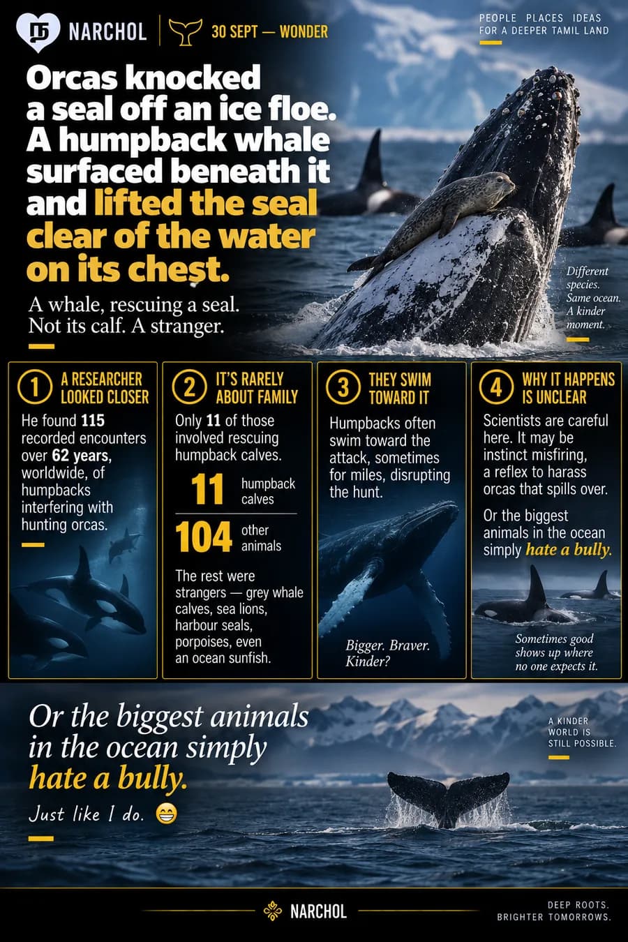 A humpback whale surfacing beneath a seal knocked off an ice floe and lifting it clear of hunting orcas, beside 115 recorded encounters over 62 years in which 104 of the animals rescued were strangers