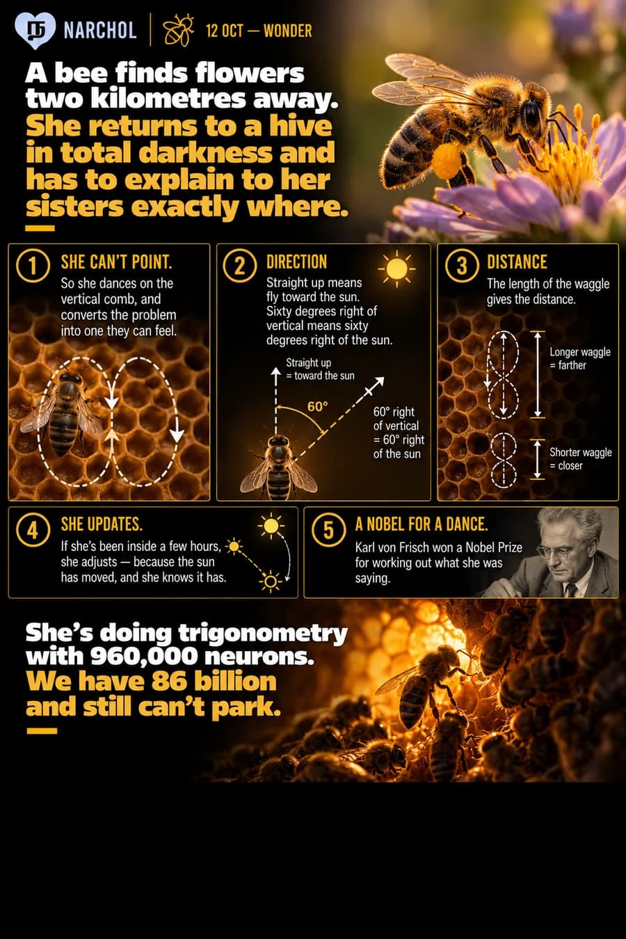 A forager bee waggling on vertical comb in a dark hive, where the angle from straight up gives the direction relative to the sun and the length of the waggle gives the distance, adjusted for how far the sun has moved