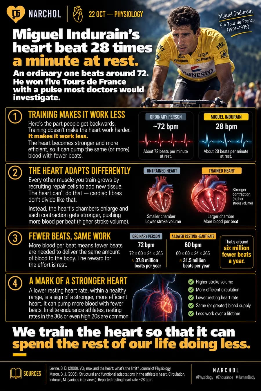 Miguel Indurain's resting pulse of 28 beats a minute against an ordinary 72, with an enlarged chamber and higher stroke volume explaining six million fewer beats a year