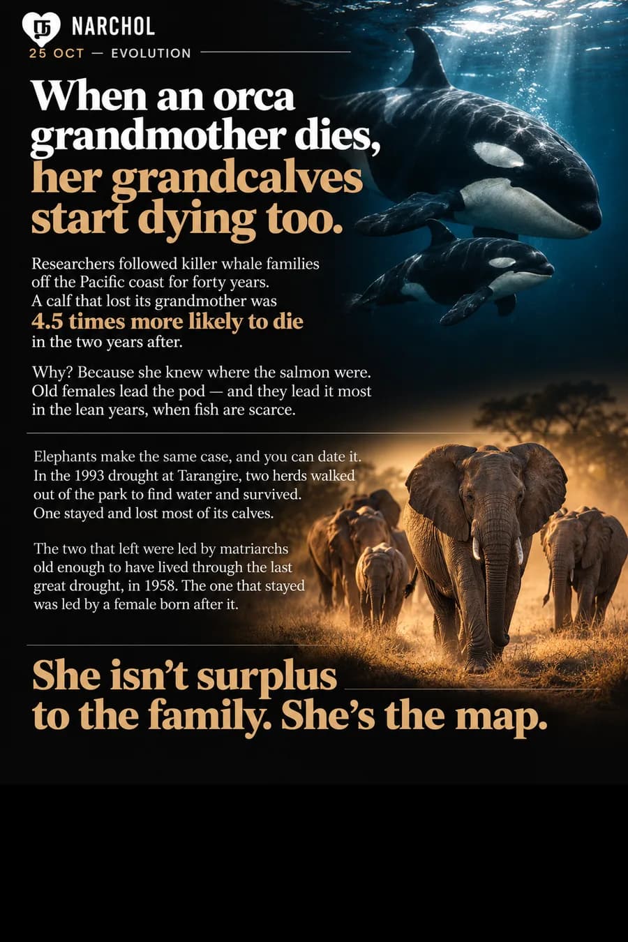 A killer whale calf 4.5 times more likely to die in the two years after losing its grandmother, set beside two elephant herds that walked out of Tarangire in the 1993 drought led by matriarchs old enough to remember 1958